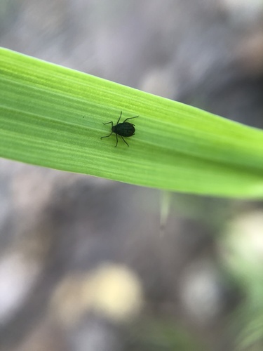 Bird Cherry-oat Aphid photo 6