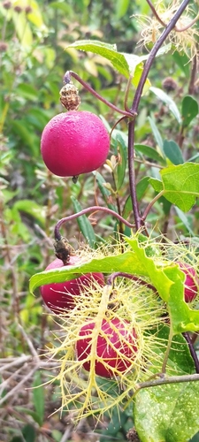 fringed passionflower