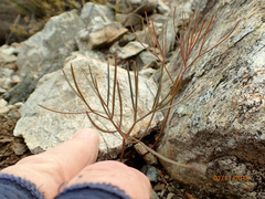 Anisotome filifolia