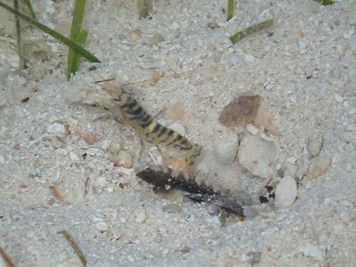 Zadel-garnaalgrondel (Cryptocentrus leucostictus) — Gobiidae — 5