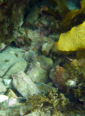Pempheris multiradiata