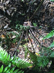 Asplenium × lucrosum