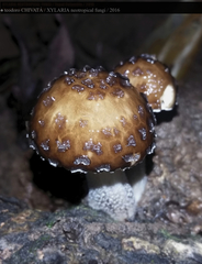 Oudemansiella canarii