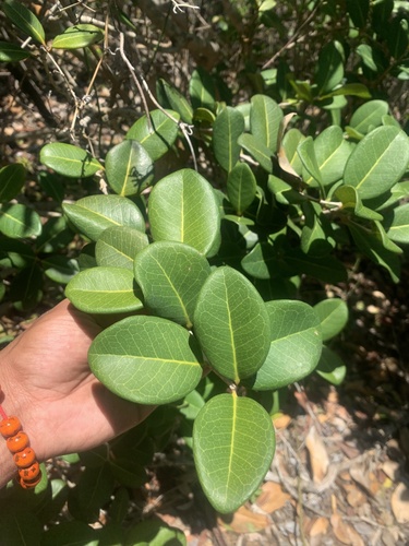 Eugenia sessiliflora, 2023-05-02