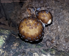 Oudemansiella canarii