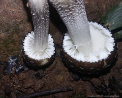 Oudemansiella canarii