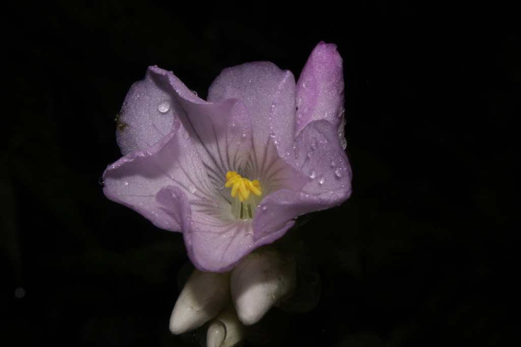 Monolena ovata