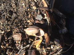 Helminthoglypta traskii