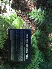 Asplenium × lucrosum