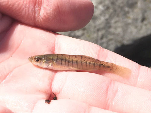 Banded Killifish