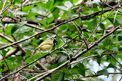 Oncostoma cinereigulare