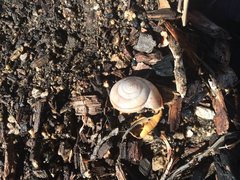 Helminthoglypta traskii