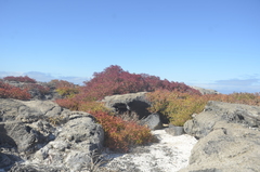 Sesuvium edmonstonei