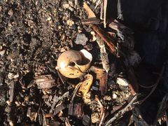 Helminthoglypta traskii