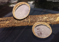 Auricularia nigricans
