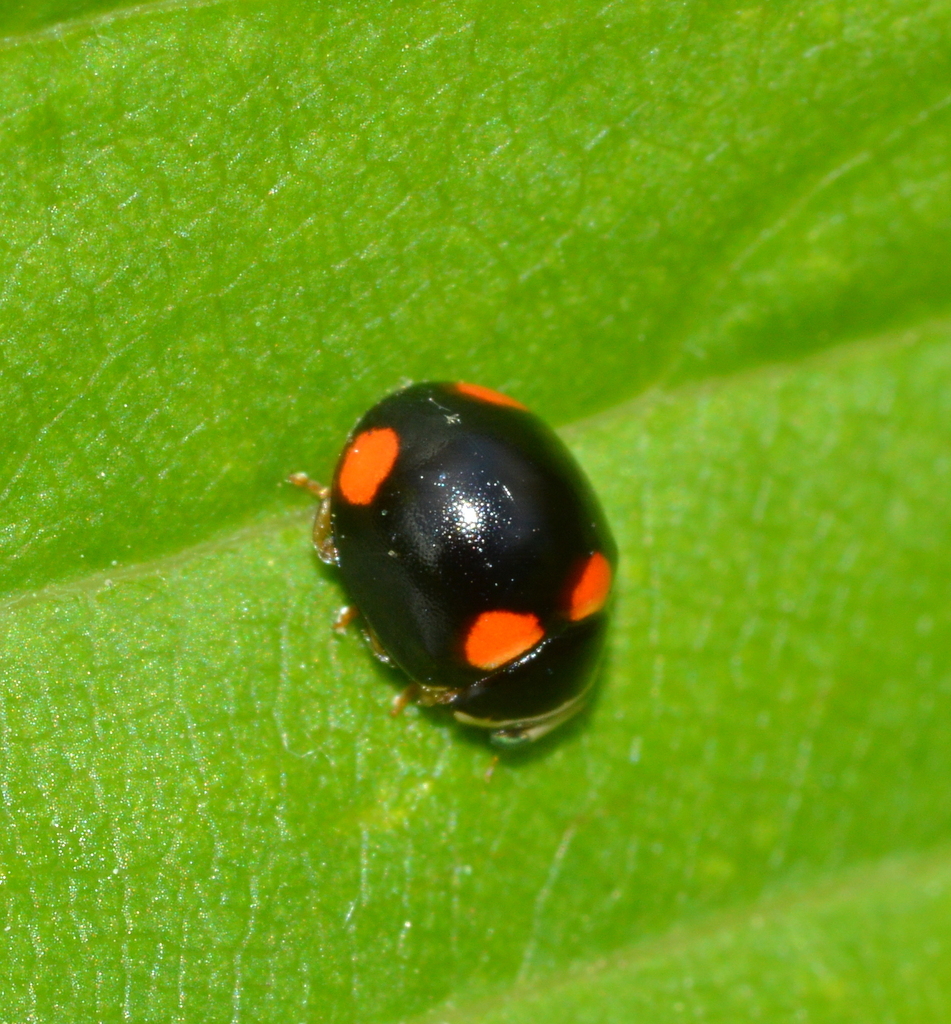 Four-spotted Spurleg