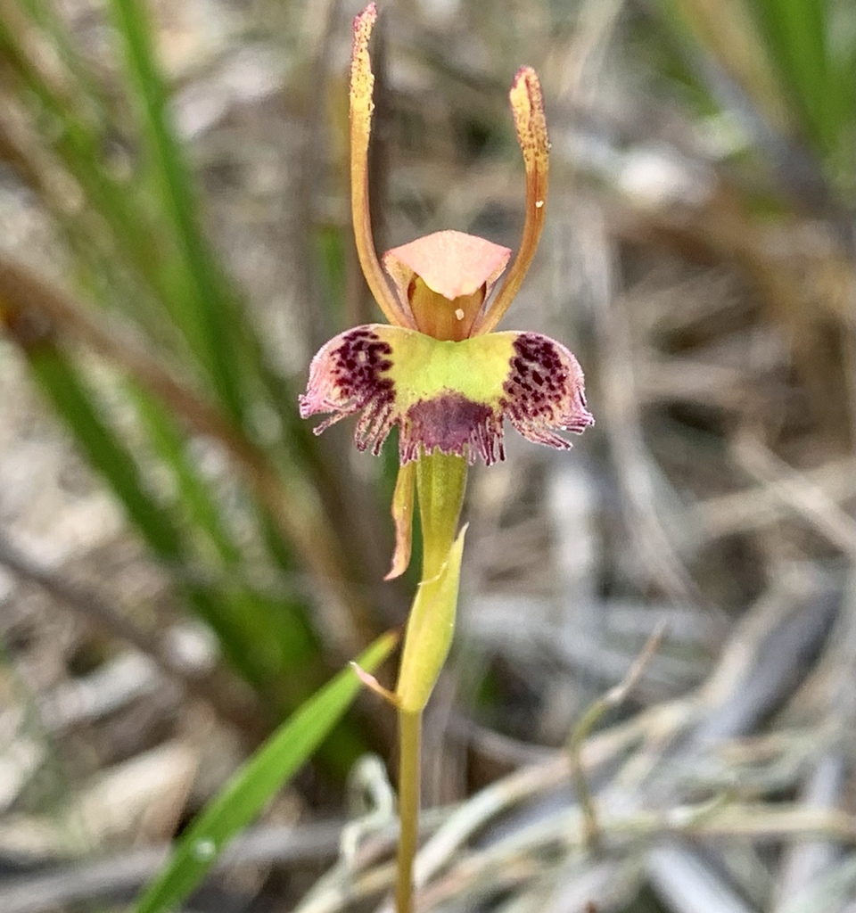 Hare Orchid from Melbourne VIC, Australia on May 07, 2023 at 1136 AM