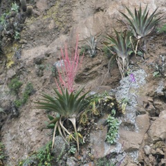 Tillandsia religiosa