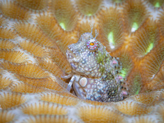 Blue-Spot Blenny photo 3
