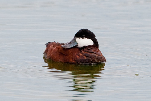 Ruddy Duck, photo 8 of 8