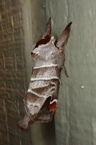 Sigmoid Prominent photo 4
