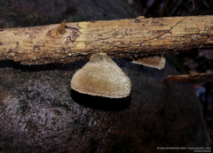 Auricularia nigricans