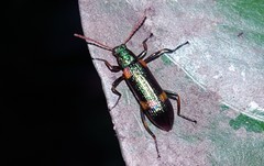 Strongylium humerale