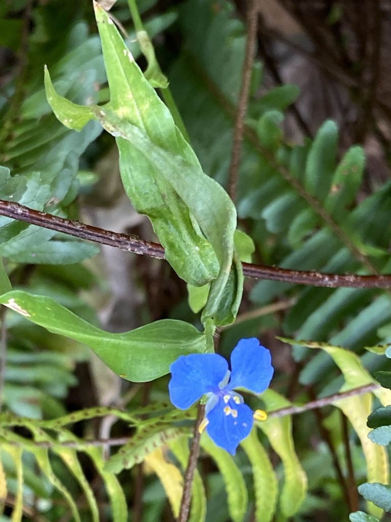 Commelina cyanea - Inner West indigenous plant