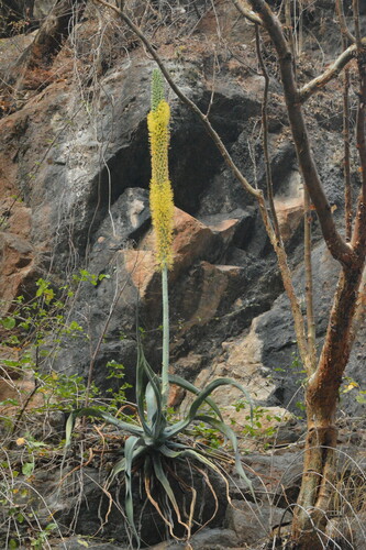 Agave vilmoriniana