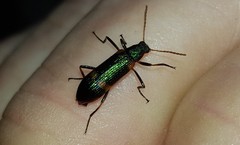 Strongylium humerale