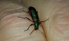 Strongylium humerale