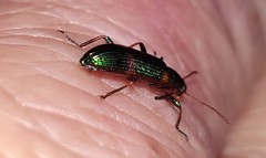 Strongylium humerale