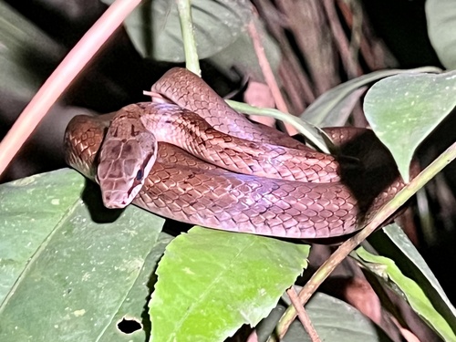 Photo of a Central America Lizard Eater (Mastigodryas alternatus)