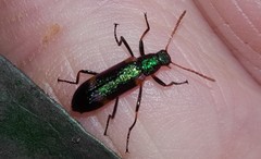 Strongylium humerale