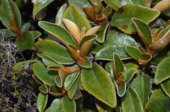 Brachyglottis elaeagnifolia