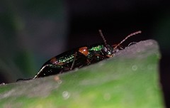 Strongylium humerale