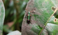 Strongylium humerale