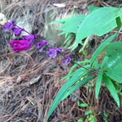 Salvia leucantha