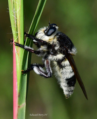 Mallophora bomboides