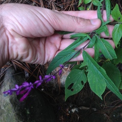 Salvia leucantha