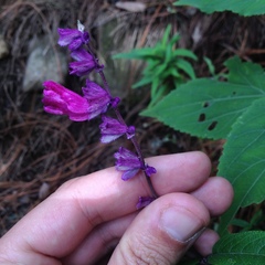 Salvia leucantha