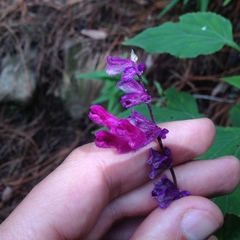 Salvia leucantha