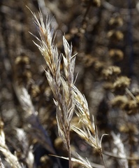 Bromus madritensis