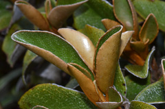 Brachyglottis elaeagnifolia