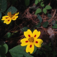 Bidens ocellata