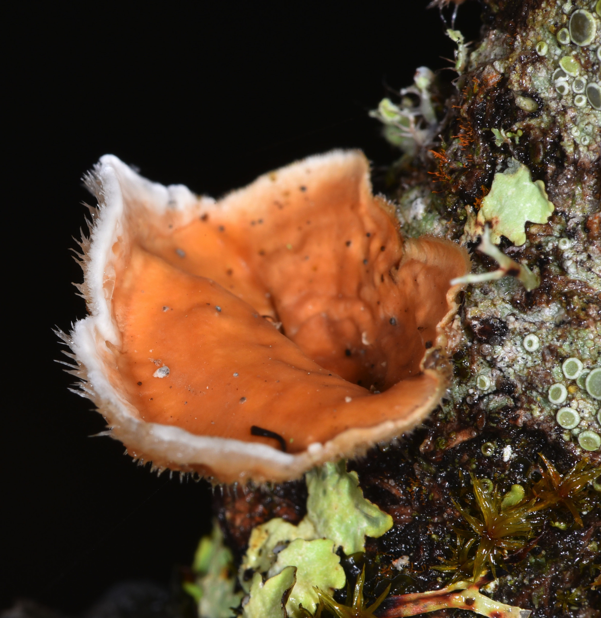 Stereum hirsutum image