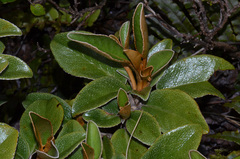 Brachyglottis elaeagnifolia