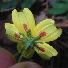 Bidens ocellata