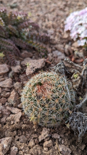 Pelecyphora vivipara