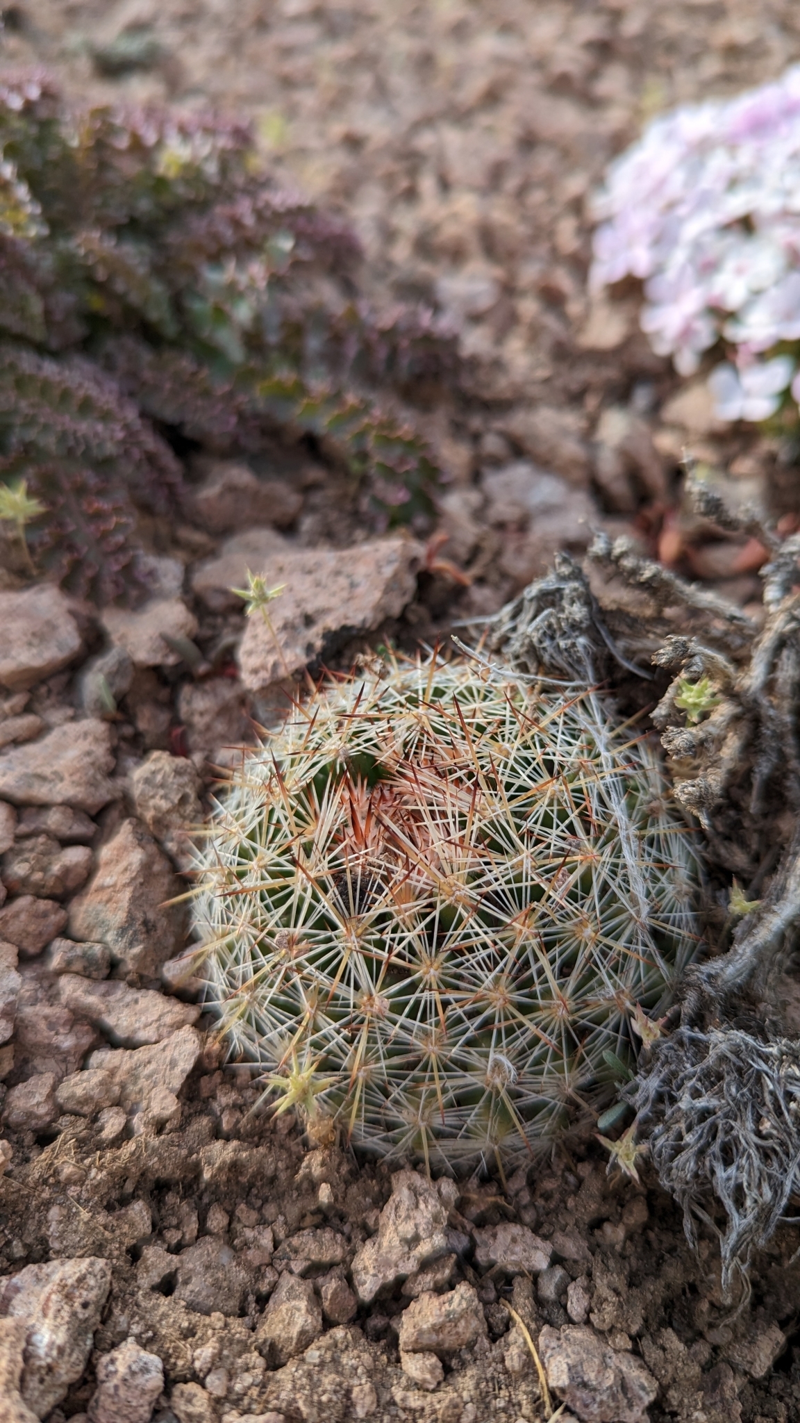 Pelecyphora vivipara